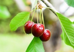 Prunus avium kavics / Kavics cseresznye 
